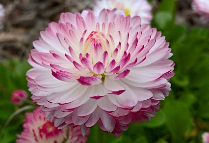 Portland Dahlia Society